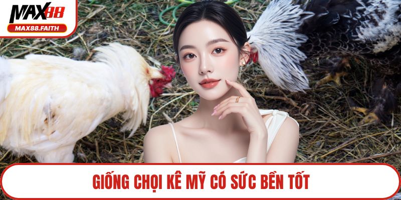 Giống chọi kê Mỹ có sức bền tốt