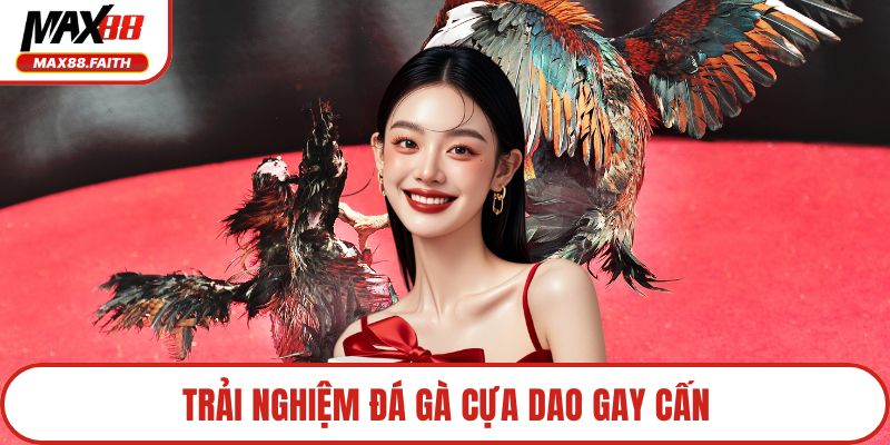 Trải nghiệm đá gà cựa dao gay cấn